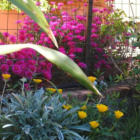 Lägenhet Gazania San Vincenzo